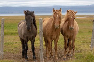 Icelandic horses by Petra van der Zande
