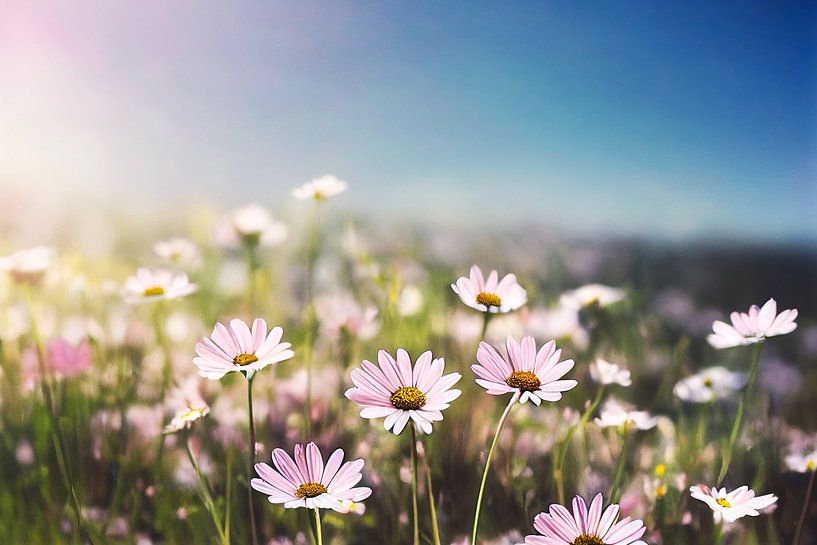 Blumenwiese im Frühling Kunst Gemälde Illustration von Animaflora PicsStock