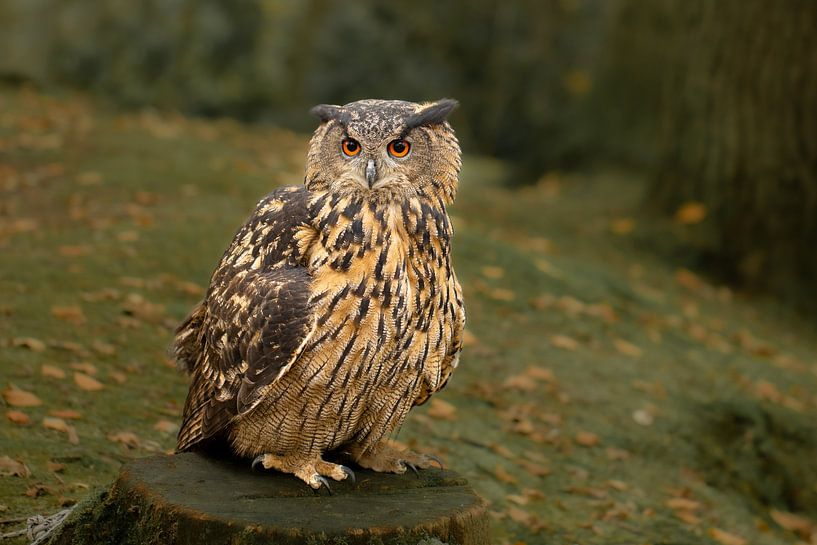 de Oehoe, uilen, uil van M. B. fotografie