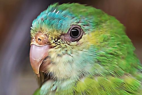 Groen parkiet (close-up)