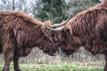 Schottische Highlander-Kuh aus nächster Nähe.