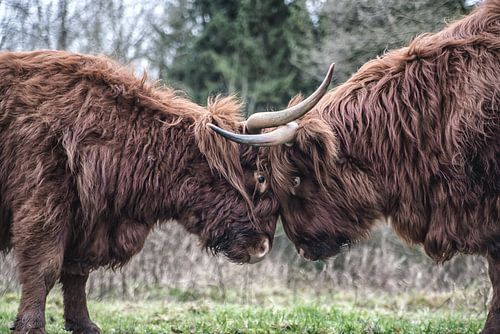 Schotse Hooglander koe close up.