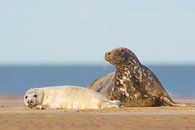 Mutter und Welpe Graues Seehund am Strand von Jeroen Stel Miniaturansicht