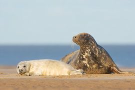 Mother and puppy Grey seal on the beach by Jeroen Stel