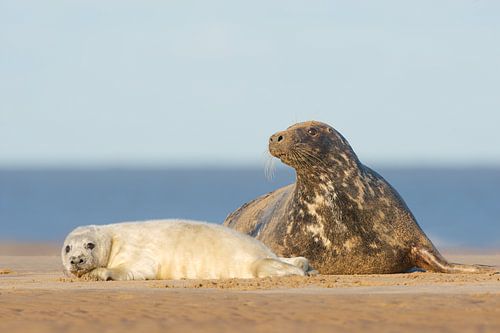 Moeder en pup Grijze zeehond op het strand