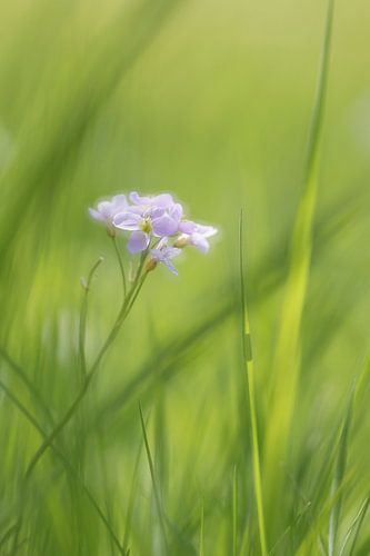 Pinksterbloemen