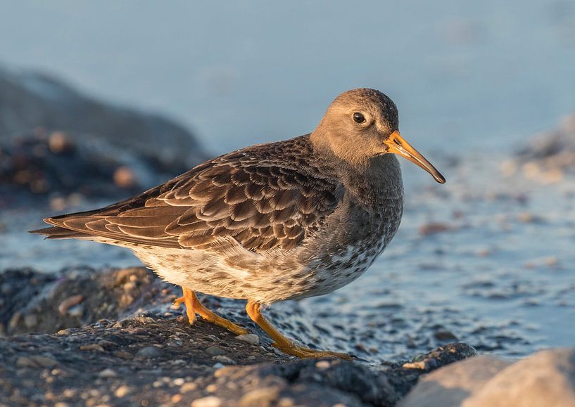 Paarse Strandloper von Marcel Klootwijk