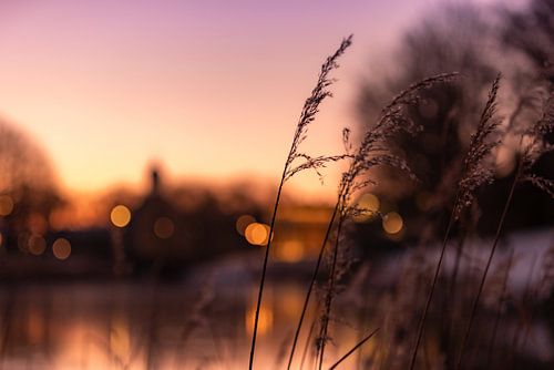 Zonsopkomst tussen het hoge gras in Middelburg 2