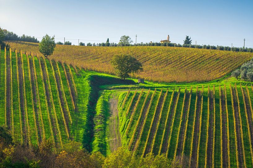 Chianti-Weinberge im Herbst. Region Toskana, Italien von Stefano Orazzini