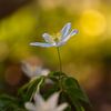 Buschwindröschen im warmen Abendlicht von Friedhelm Peters