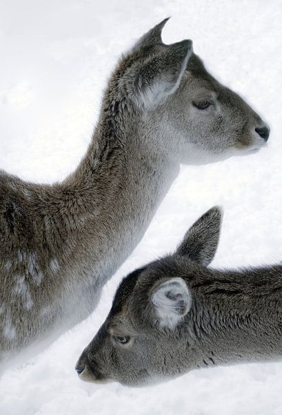 Foto van 2 herten in de sneeuw. van Therese Brals