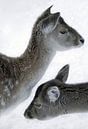 Foto van 2 herten in de sneeuw. van Therese Brals thumbnail