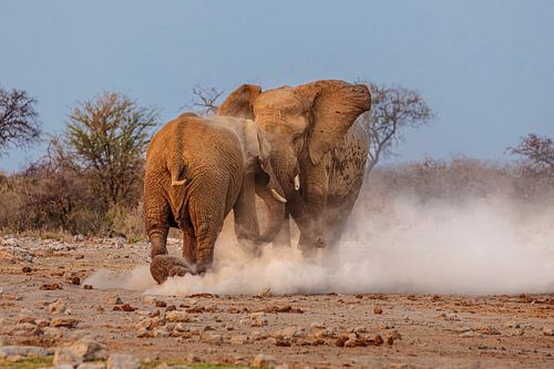 Twee vechtende olifanten