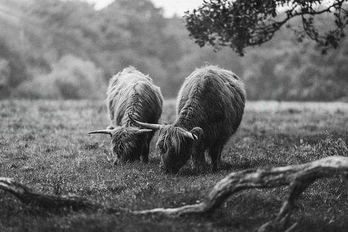 Des vaches Highland écossaises en noir et blanc