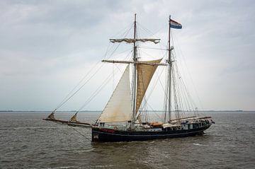 Wylde Swan DelfSail 2024 van Jan Georg Meijer