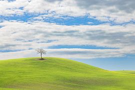 Tuscany tree by Dirk Rüter