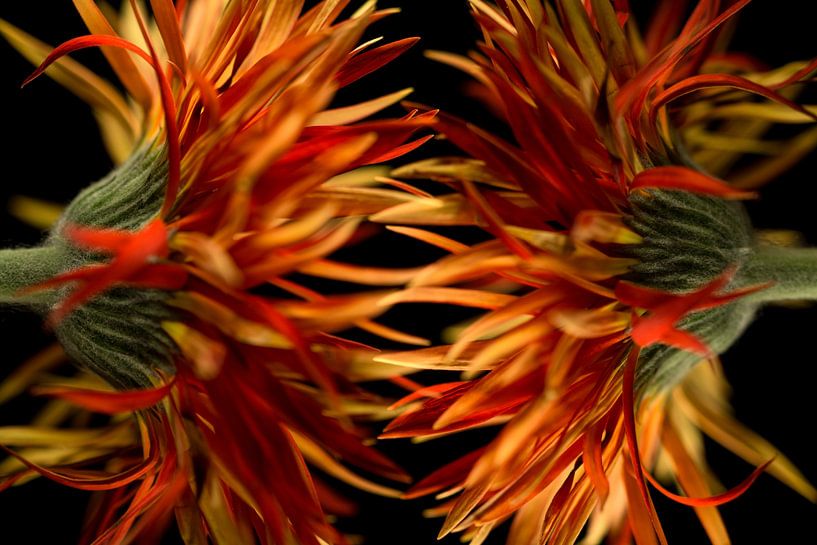 Artistic flower in bright red and orange with black by Lisette Rijkers