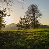 Green meadow and golden light 2 by Heidemuellerin