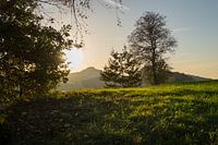 Groene weide en gouden licht 2