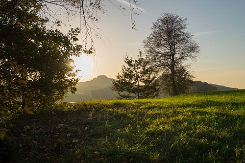 Green meadow and golden light 2
