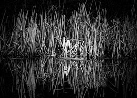 Schwarz-Weiß-Foto von Schilf entlang der Uferpromenade von Jack Tummers