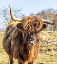 Highlander in the Lowlands by Joy of Light Photography thumbnail