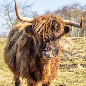 Highlander in den Lowlands von Joy of Light Photography