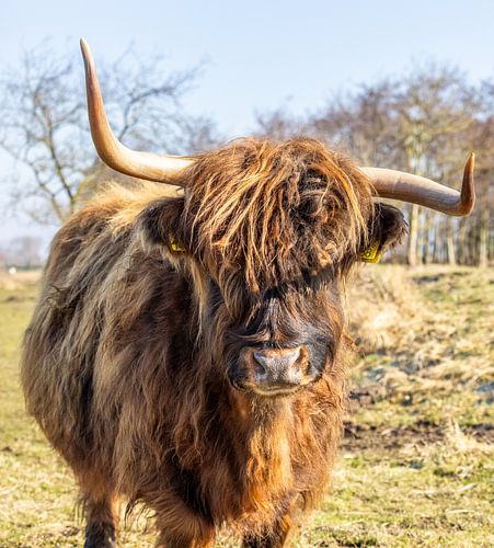 Hooglander in het Laagland