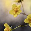 Buttergelbe Blüten von Alie Ekkelenkamp