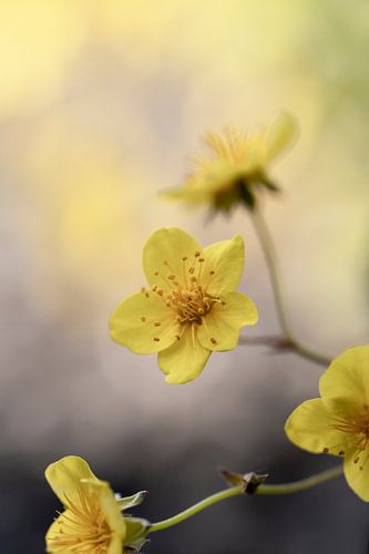 Buttergelbe Blüten von Alie Ekkelenkamp