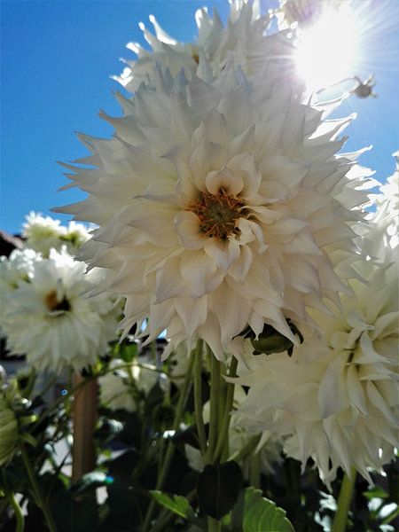 Witte bloem van Sharon vD