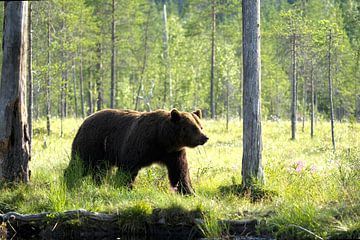 Wild Brown Bear by Ronald Kromkamp