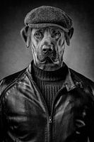 the bouncer