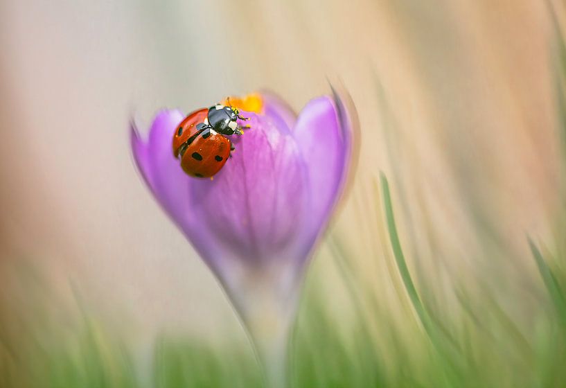 Rêves de printemps : Un crocus enrichi d'amour&amp;quot ; par natascha verbij
