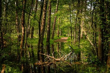 Sprookjesachtig pad in Nationaal Park Loonse en Drunense Duinen van Nicolette Suijkerbuijk Fotografie