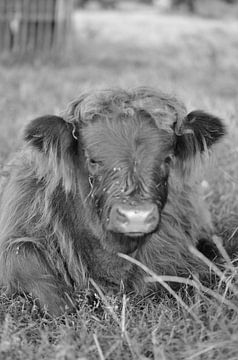 Schotsehooglander  by Dik de Jager