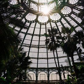 Königliche Gewächshäuser ᝢ Botanischer Garten Brüssel Belgien ᝢ Pflanzen Blumen von Hannelore Veelaert