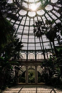 Serres royales ᝢ jardin botanique Bruxelles Belgique ᝢ plantes fleurs. sur Hannelore Veelaert