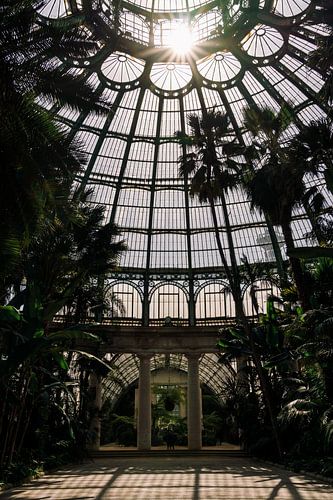 Koninklijke serres ᝢ botanische tuin Brussel België ᝢ planten bloemen