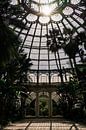 Royal greenhouses ᝢ botanical garden Brussels Belgium ᝢ plants flowers by Hannelore Veelaert thumbnail