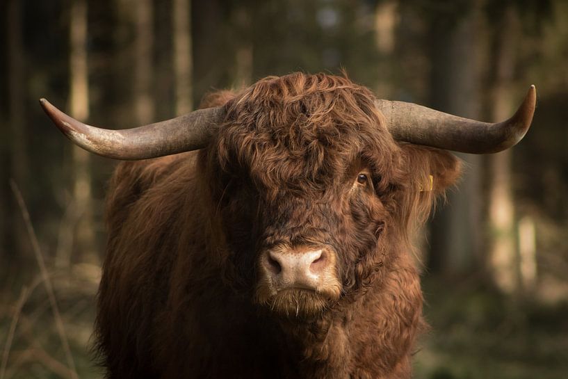 Nahaufnahme eines schottischen Highlander-Bullen von PhotographIris
