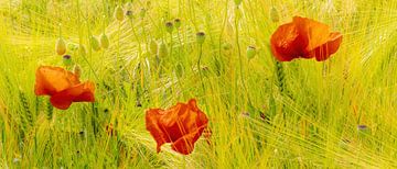 Corn poppy by Dieter Walther