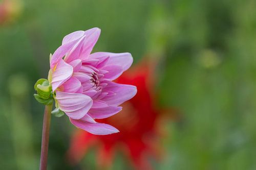 Dahlia's