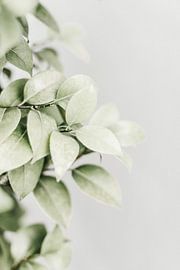 Green softness by Nienke van Denderen