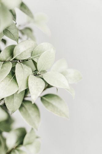Groene zachtheid
