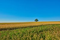 Einzelbaum