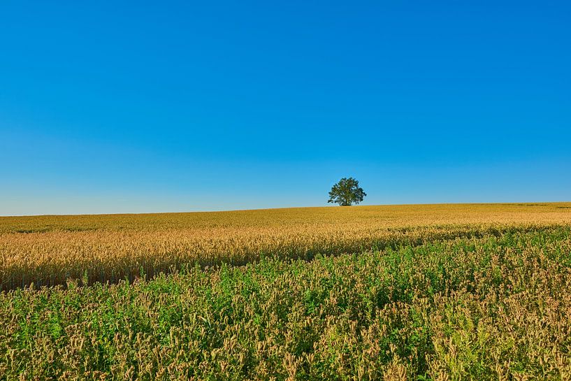Einzelbaum von Andreas Huth