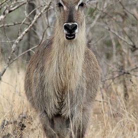 Kudu en Afrique sur Christiaan Van Den Berg