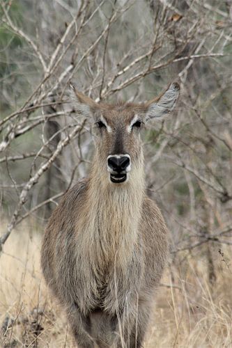 Kudu in Afrika von Christiaan Van Den Berg