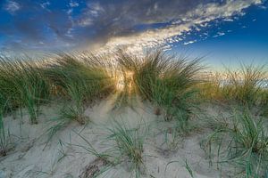 Paysage de dunes avec l'ammophile à marguerite sur eric van der eijk